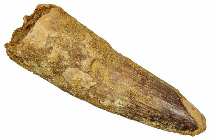 Fossil Spinosaurus Tooth - Feeding Worn Tip #357421
